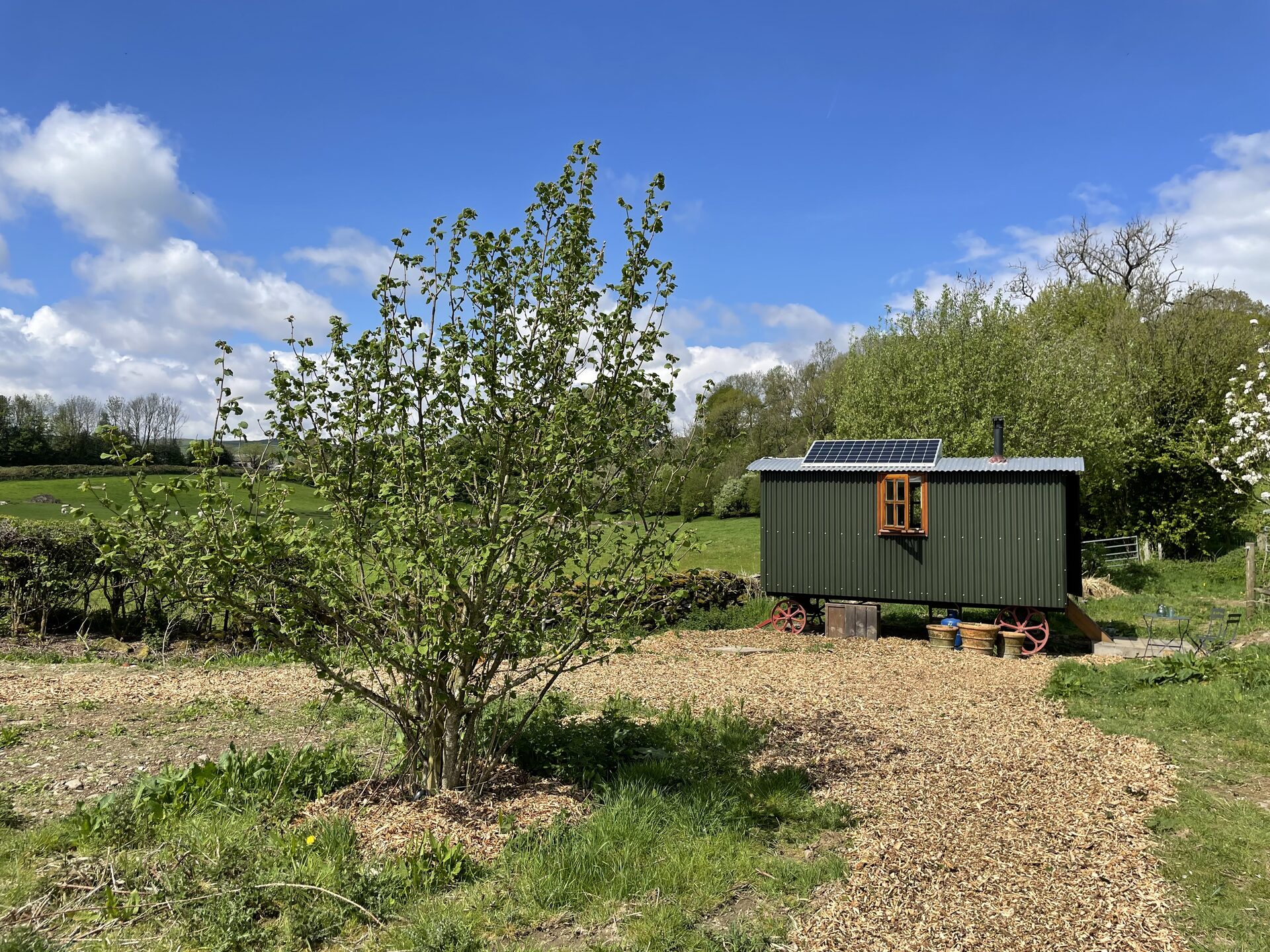 Dark green corrugated shepherd's hut with blossom tree in spring, Lake District